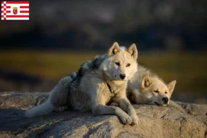 Scopri di più sull'articolo Allevatori di cani Greenland e cuccioli a Brema
