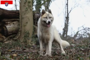 Scopri di più sull'articolo Allevatori di cani Groenlandia e cuccioli in Assia