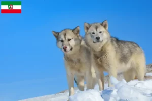 Scopri di più sull'articolo Allevatori di cani Groenlandia e cuccioli in Nord Reno-Westfalia