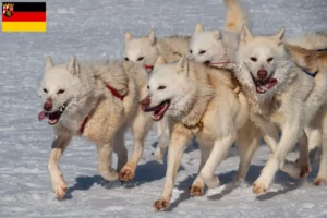 Scopri di più sull'articolo Allevatori di cani Greenland e cuccioli in Renania-Palatinato