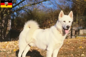 Scopri di più sull'articolo Allevatori di cani Greenland e cuccioli in Saarland