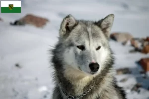 Scopri di più sull'articolo Allevatori di cani Groenlandia e cuccioli in Sassonia