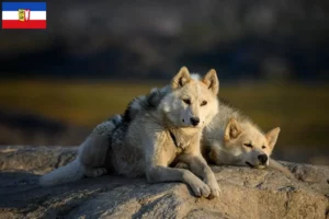 Scopri di più sull'articolo Allevatori di cani e cuccioli di Groenlandia in Schleswig-Holstein