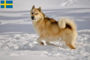 Scopri di più sull'articolo Allevatori di cani Groenlandia e cuccioli in Svezia