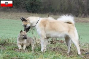 Scopri di più sull'articolo Allevatori di cani Groenlandia e cuccioli in Turingia