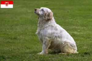 Scopri di più sull'articolo Allevatori di Clumber Spaniel e cuccioli a Brandeburgo