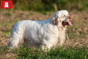 Scopri di più sull'articolo Allevatori di Clumber Spaniel e cuccioli a Amburgo