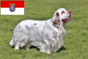 Scopri di più sull'articolo Allevatori di Clumber Spaniel e cuccioli in Assia