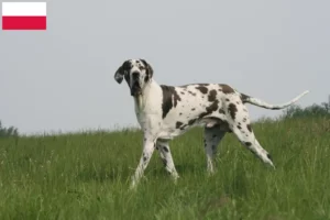 Scopri di più sull'articolo Allevatori di alani e cuccioli in Polonia