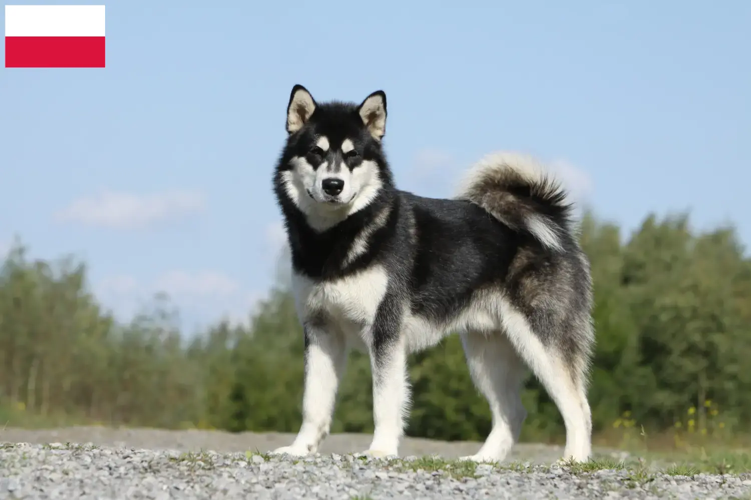 Scopri di più sull'articolo Allevatori di Alaskan Malamute e cuccioli in Polonia