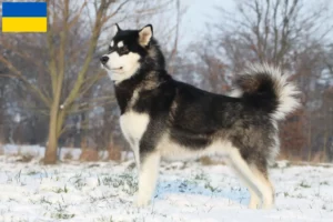 Scopri di più sull'articolo Allevatori di Alaskan Malamute e cuccioli in Ucraina