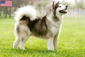 Scopri di più sull'articolo Allevatori di Alaskan Malamute e cuccioli negli Stati Uniti d’America