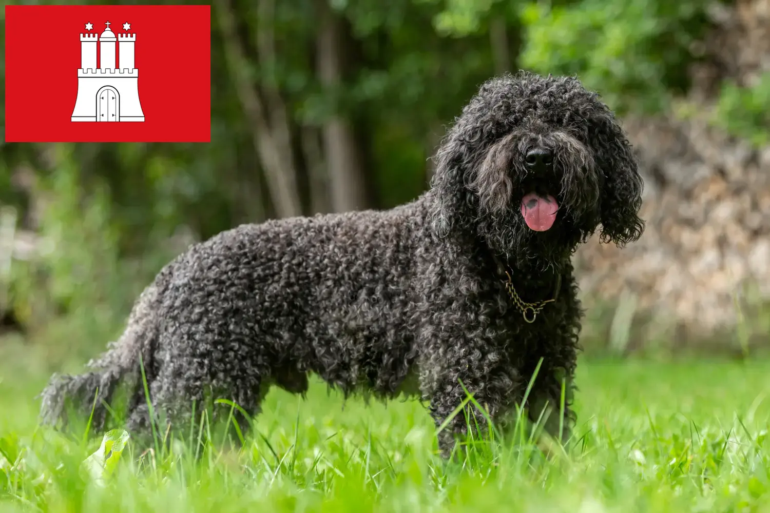 Scopri di più sull'articolo Allevatori di Barbet e cuccioli a Amburgo