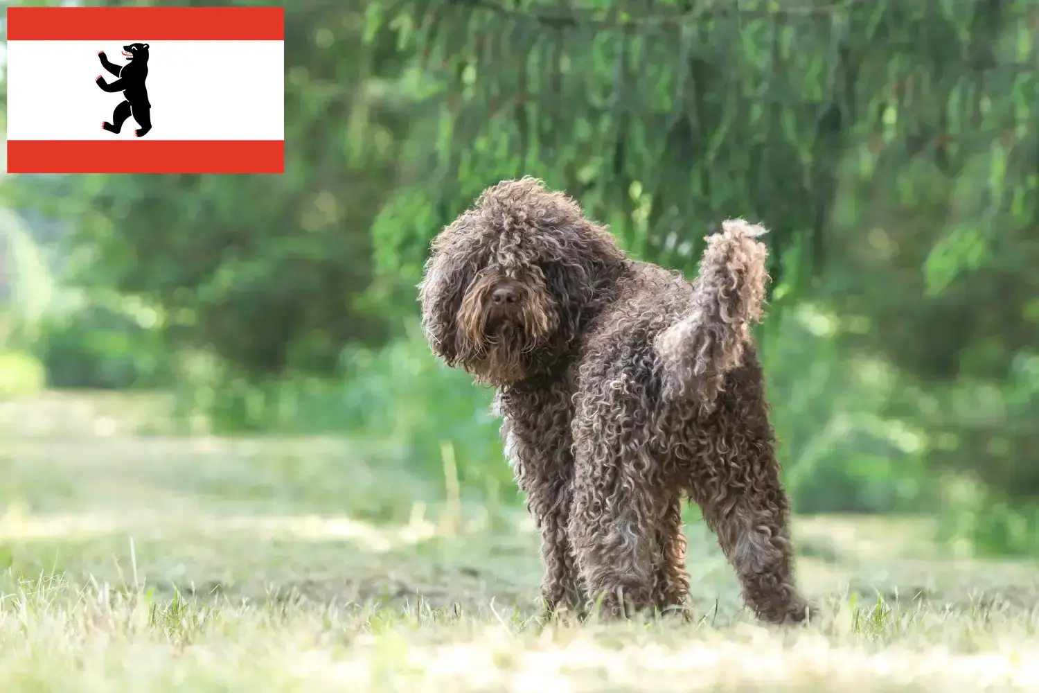 Scopri di più sull'articolo Allevatori di Barbet e cuccioli a Berlino