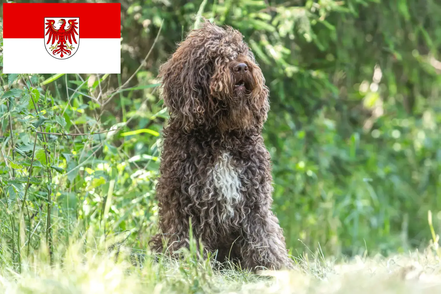 Scopri di più sull'articolo Allevatori di Barbet e cuccioli in Brandeburgo