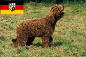 Scopri di più sull'articolo Allevatori di Barbet e cuccioli in Saarland