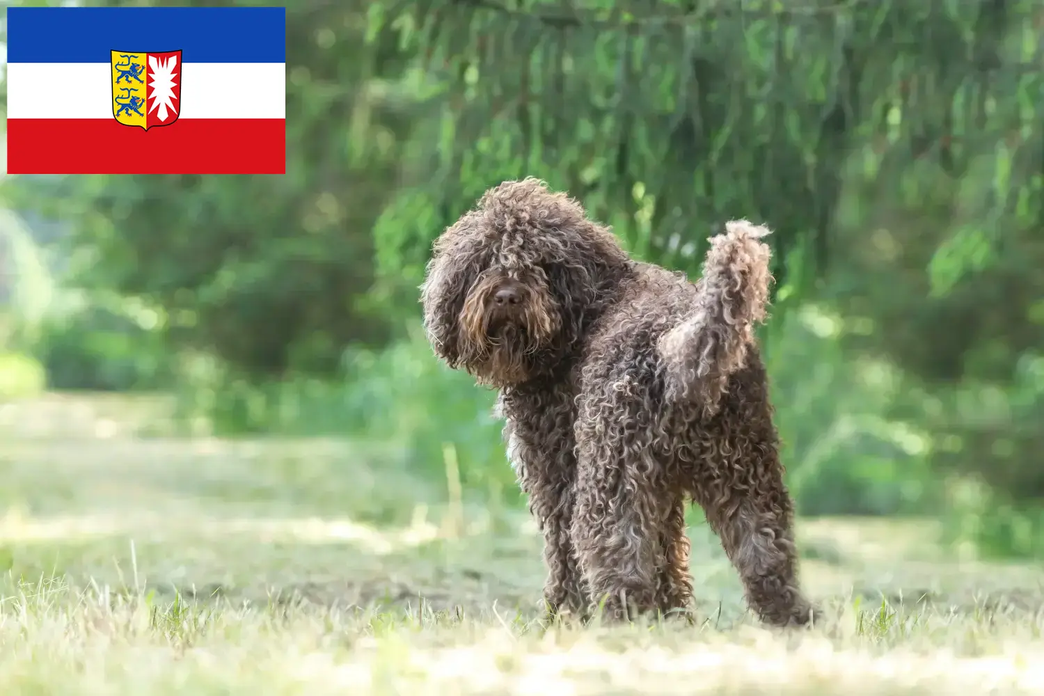 Scopri di più sull'articolo Allevatori di Barbet e cuccioli in Schleswig-Holstein