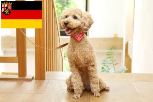 Scopri di più sull'articolo Allevatori e cuccioli di Barboncino in Renania-Palatinato