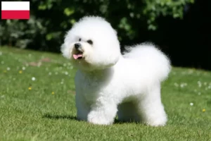 Scopri di più sull'articolo Allevatori di Bichon Frisé e cuccioli in Polonia