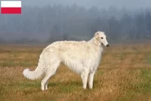 Scopri di più sull'articolo Allevatori di Borzoi e cuccioli in Polonia