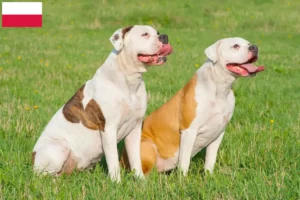 Scopri di più sull'articolo Allevatori di American Bulldog e cuccioli in Polonia