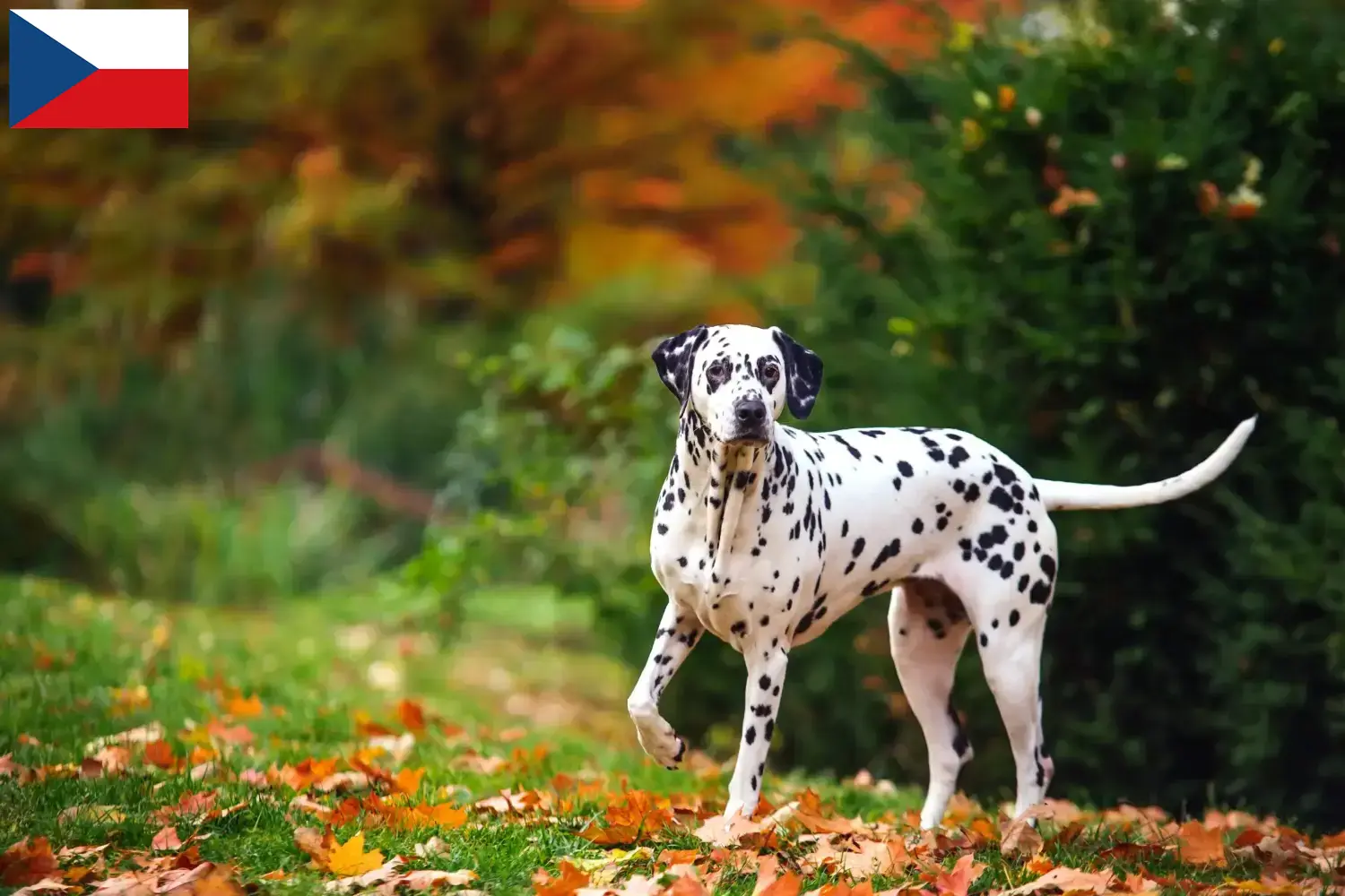 Scopri di più sull'articolo Allevatori di Dalmata e cuccioli in Repubblica Ceca