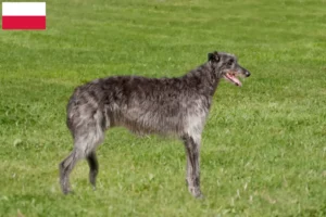 Scopri di più sull'articolo Allevatori di Deerhound e cuccioli in Polonia