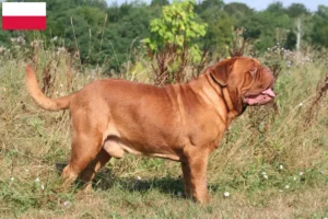 Scopri di più sull'articolo Allevatori di Dogue de Bordeaux e cuccioli in Polonia