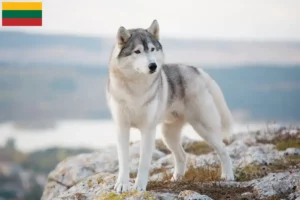 Scopri di più sull'articolo Allevatori di Husky e cuccioli in Lituania