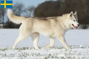 Scopri di più sull'articolo Allevatori di Husky e cuccioli in Svezia