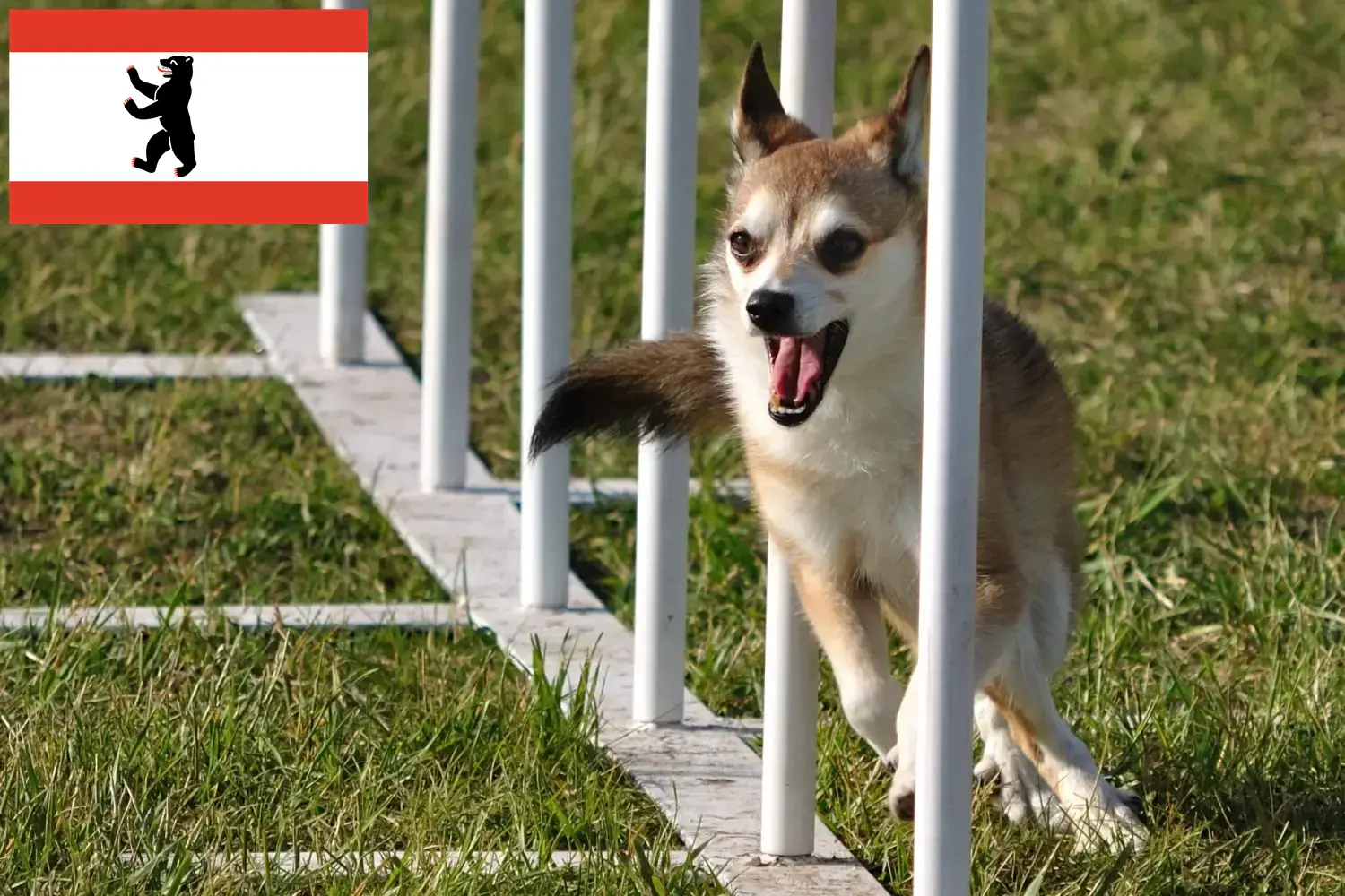 Scopri di più sull'articolo Allevatore di Lundehund Norvegese e cuccioli a Berlino