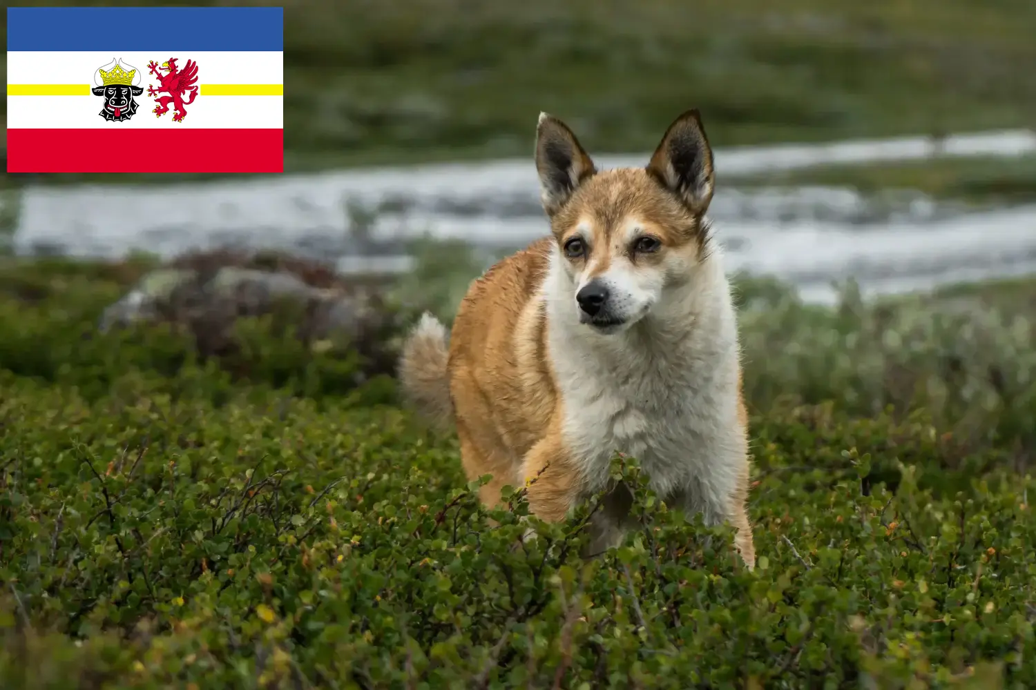 Scopri di più sull'articolo Allevatori di Lundehund Norvegesi e cuccioli in Mecklenburg-Vorpommern