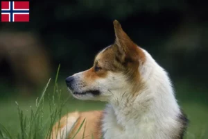 Scopri di più sull'articolo Allevatori di Lundehund Norvegese e cuccioli in Norvegia