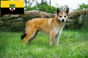 Scopri di più sull'articolo Allevatori di Lundehund Norvegesi e cuccioli in Sassonia-Anhalt