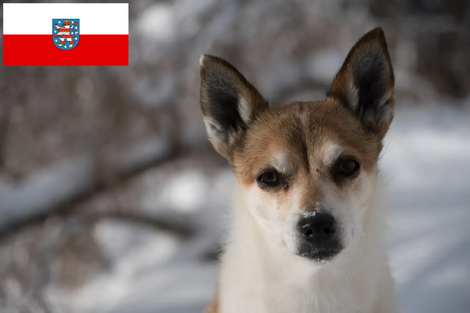 Scopri di più sull'articolo Allevatori di Lundehund Norvegesi e cuccioli in Turingia