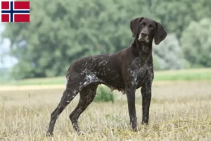 Scopri di più sull'articolo Allevatori di cani e cuccioli di razza Shorthair tedesca in Norvegia