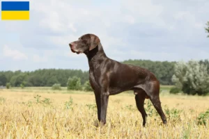 Scopri di più sull'articolo Allevatori di cuccioli di pelo corto tedesco in Ucraina