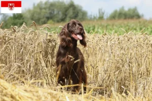 Scopri di più sull'articolo Allevatori e cuccioli di pelo lungo tedesco a Brandeburgo