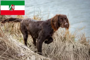 Scopri di più sull'articolo Allevatori e cuccioli di pelo lungo tedesco in Nord Reno-Westfalia