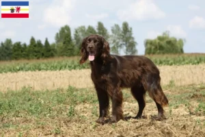 Scopri di più sull'articolo Allevatori e cuccioli di pelo lungo tedesco in Mecklenburg-Vorpommern