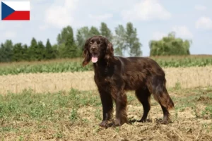 Scopri di più sull'articolo Allevatori e cuccioli di German Longhair in Repubblica Ceca