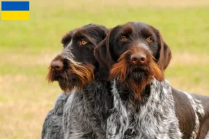 Scopri di più sull'articolo Allevatori e cuccioli di German Wirehair in Ucraina