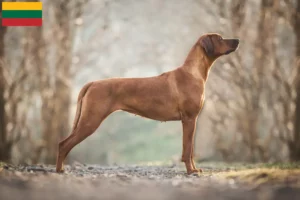 Scopri di più sull'articolo Allevatori e cuccioli di Rhodesian Ridgeback in Lituania