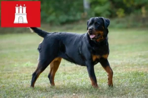 Scopri di più sull'articolo Allevatori di Rottweiler e cuccioli a Amburgo