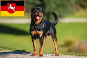 Scopri di più sull'articolo Allevatori di Rottweiler e cuccioli in Bassa Sassonia