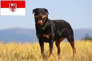 Scopri di più sull'articolo Allevatori di Rottweiler e cuccioli a Brandeburgo