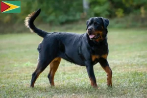 Scopri di più sull'articolo Allevatori di rottweiler e cuccioli in Guyana