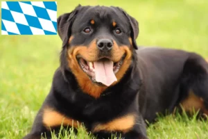 Scopri di più sull'articolo Allevatori di Rottweiler e cuccioli in Baviera