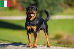 Scopri di più sull'articolo Allevatori di Rottweiler e cuccioli in Italia