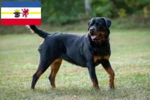 Scopri di più sull'articolo Allevatori di Rottweiler e cuccioli in Mecklenburg-Vorpommern